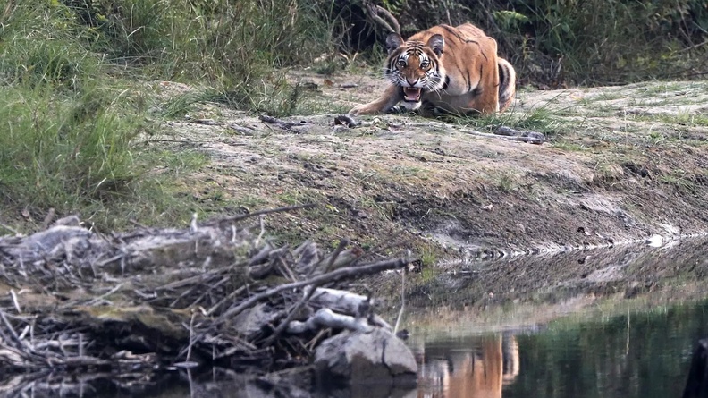 Bengal Tiger, Bardiya National Park, Nepal